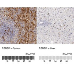 RENBP Antibody, Novus Biologicals:Antibodies:Primary Antibodies
